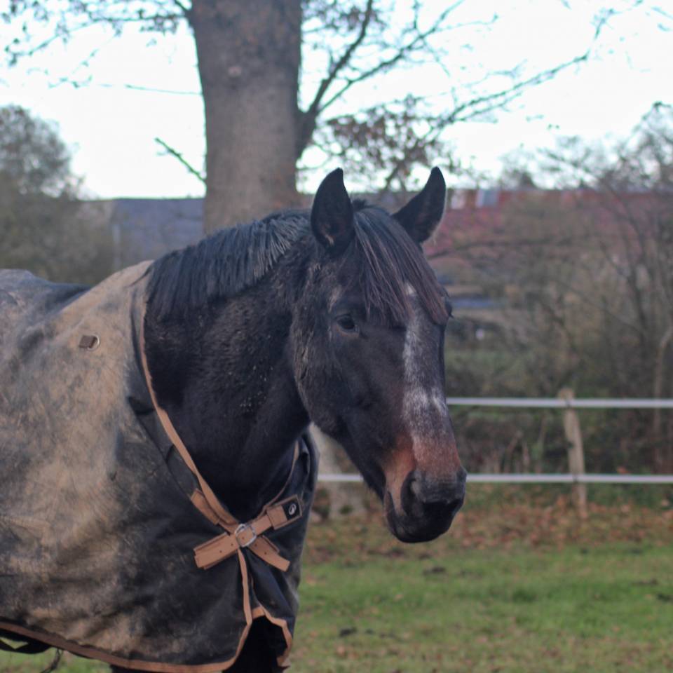 Jument - Loisir, Dressage, Repro, TAP
