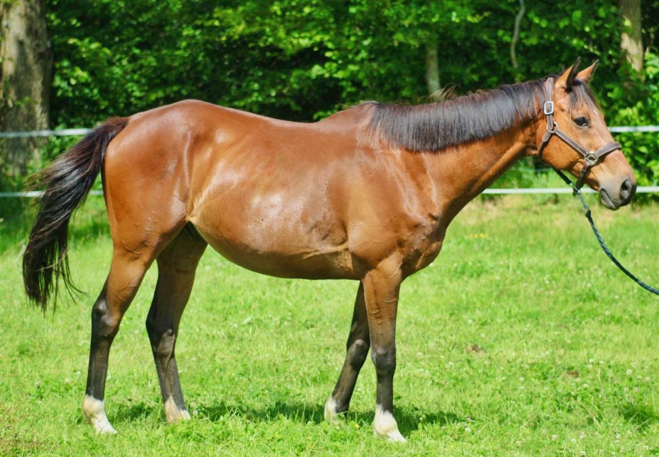 Lot 2 Hongres - Loisirs, Comp&eacute;tition, Famille, Club