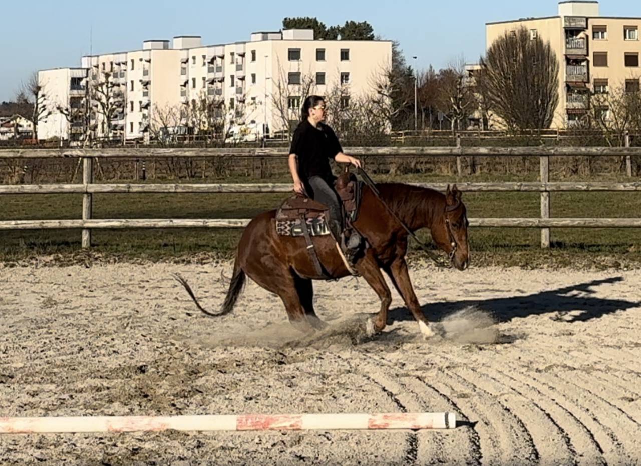 Magnifique quarter horse &agrave; vendre 