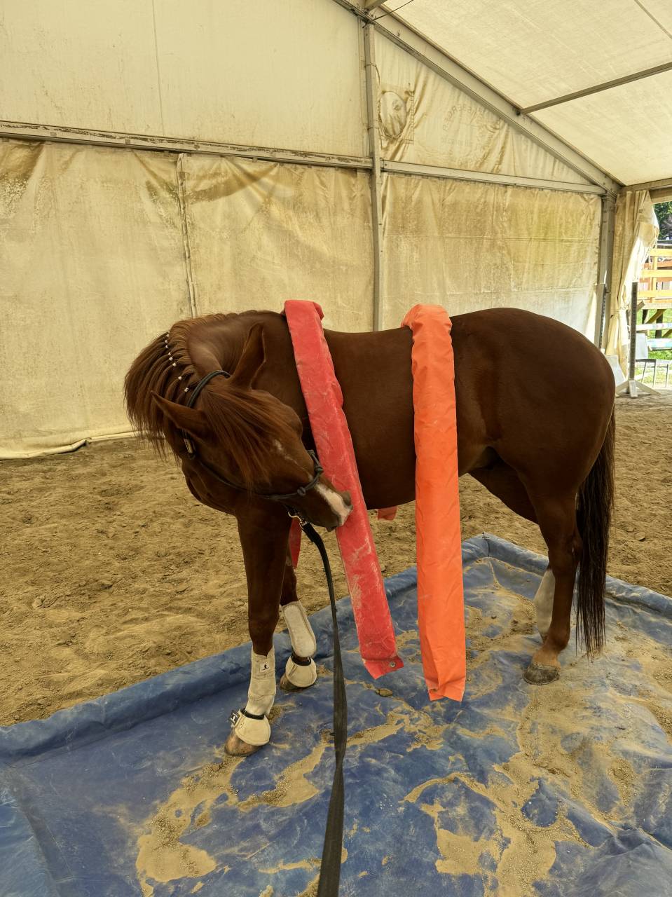 Magnifique quarter horse &agrave; vendre 