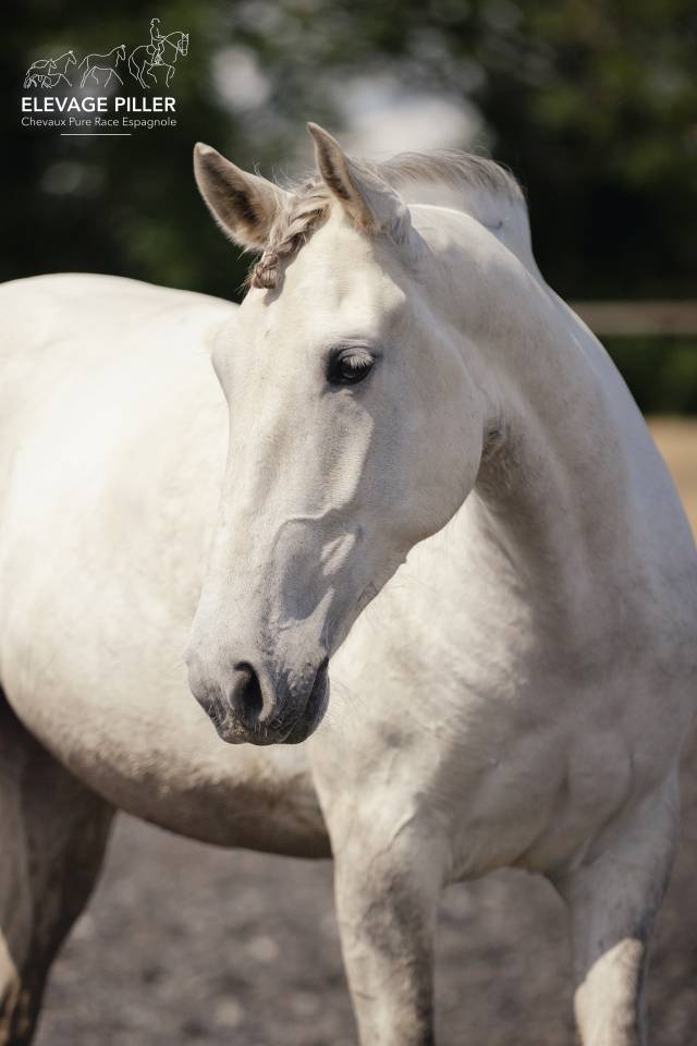 Hongre - PRE  - 6 ans - Dressage /Polyvalent - France