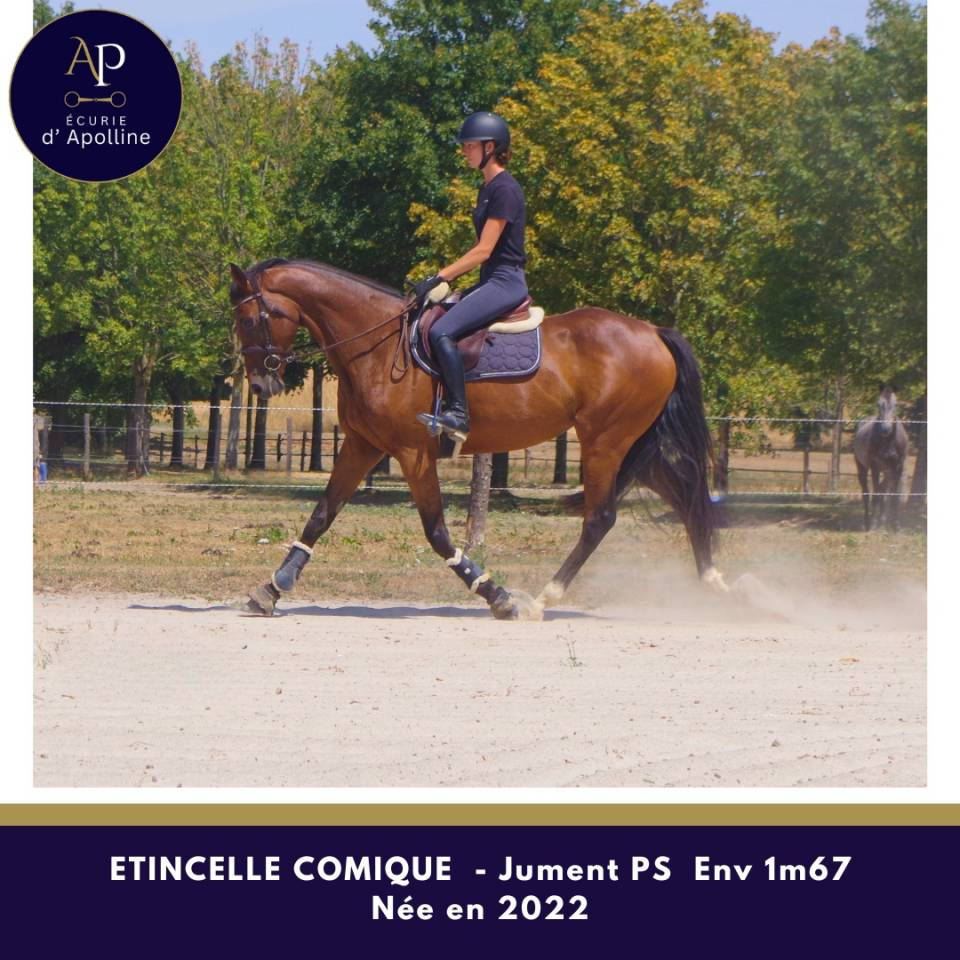Jeune jument 4 ans env 1m67