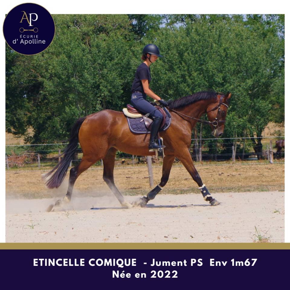 Jeune jument 4 ans env 1m67