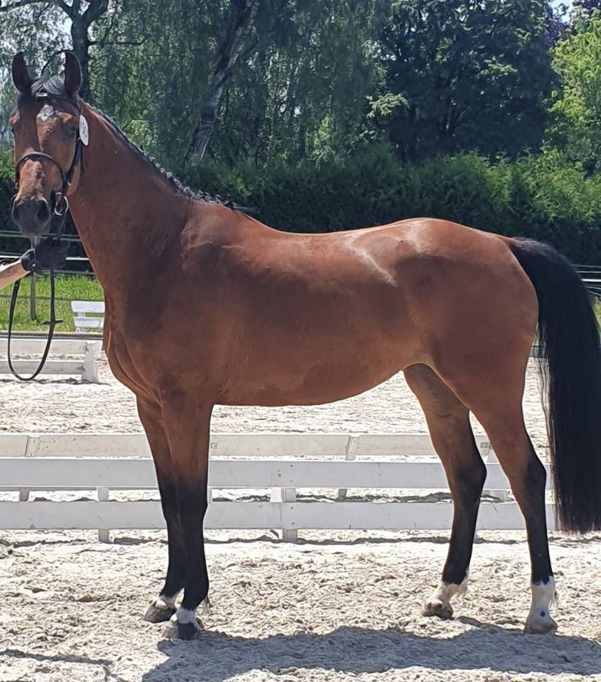 Jument 5 ans &agrave; vendre 