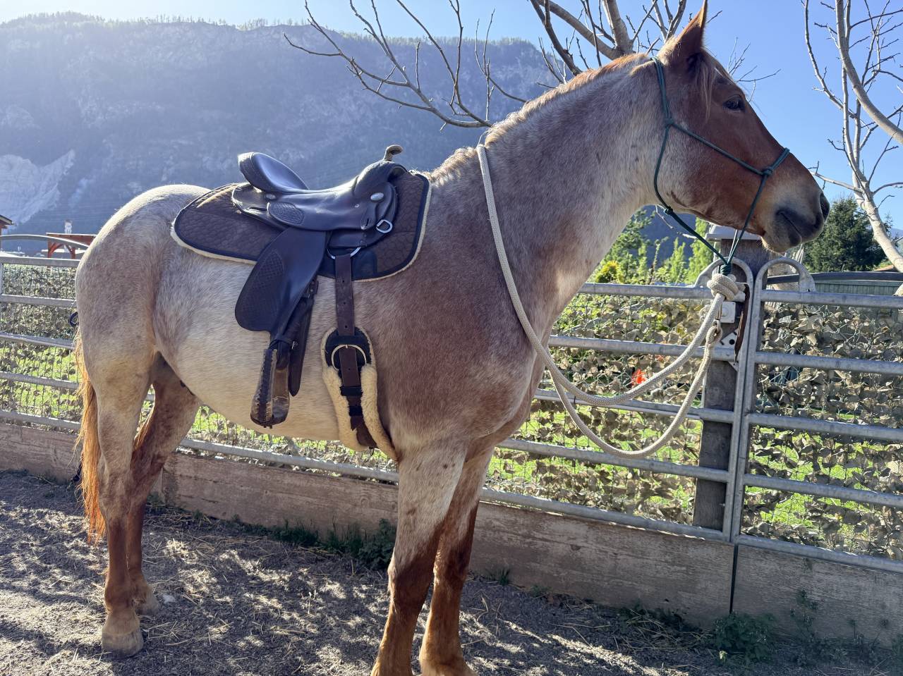 Hongre demi-sang hongrois 5 ans, robe rouan &agrave; vendre