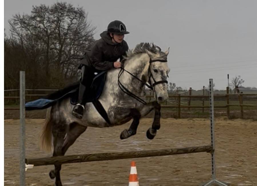 Poney D
