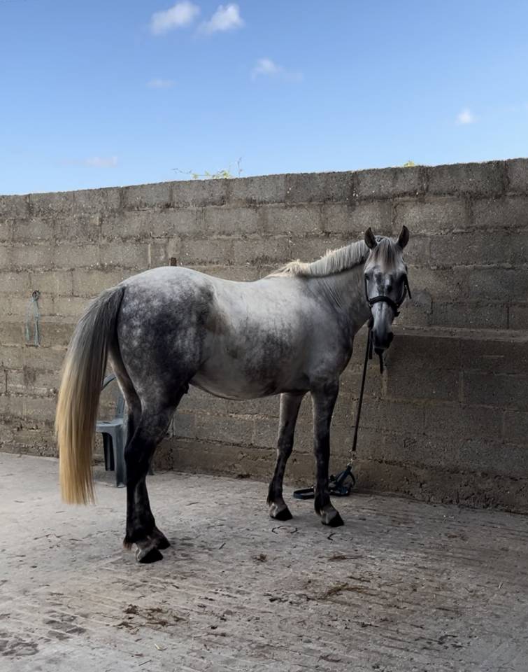 Poney D