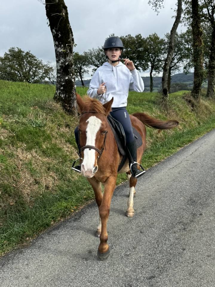 Cassanova &ndash; Hongre Welsh Part-Bred &ndash; 11 ans tr&egrave;s gentil