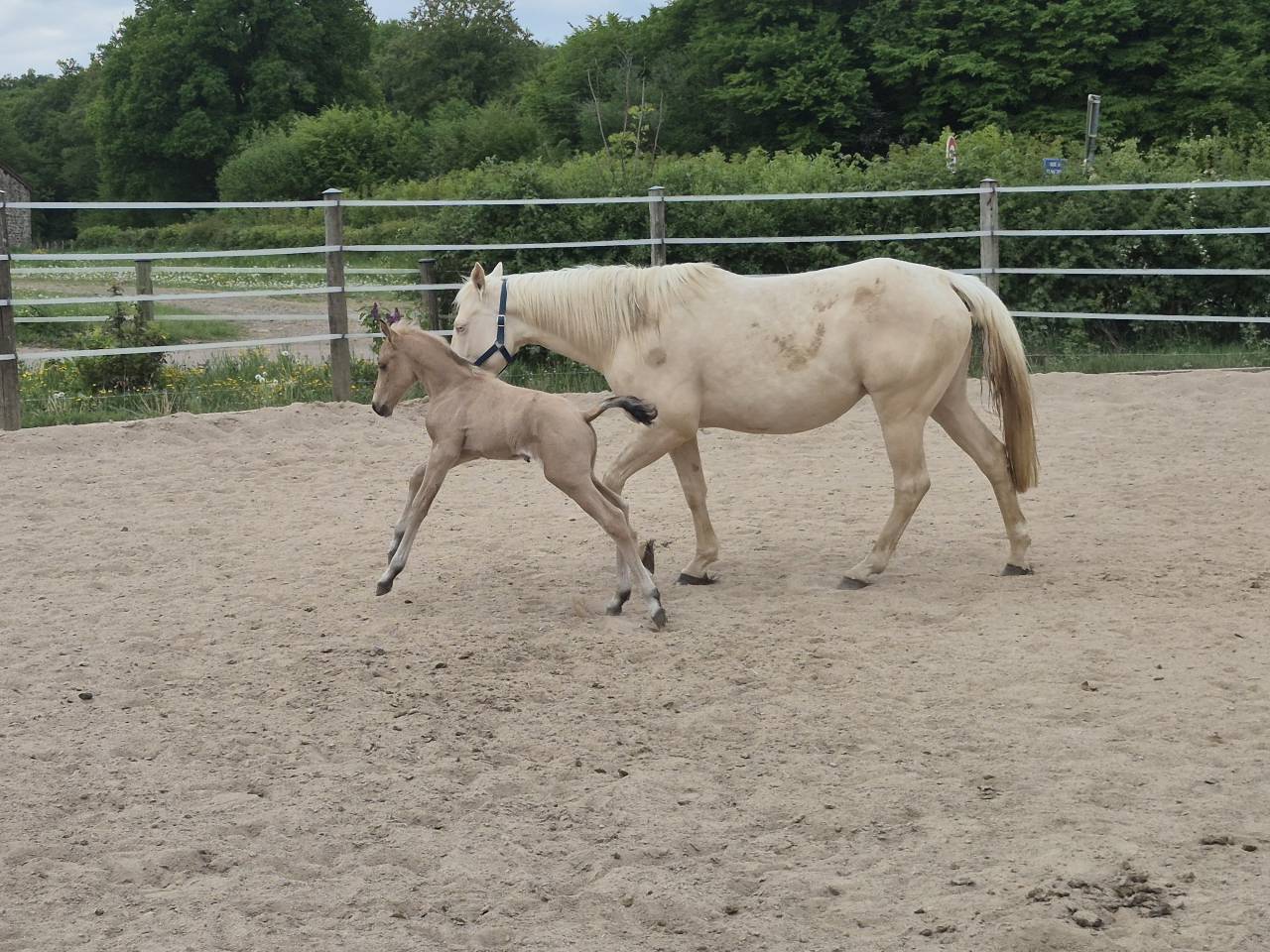 Poulain pp QH X Connemara 