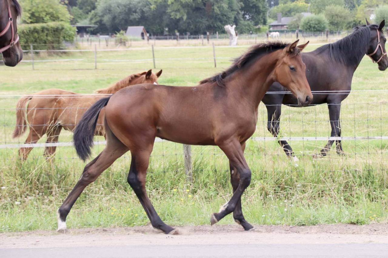 Superbe pouliche de dressage de Dutch Dream