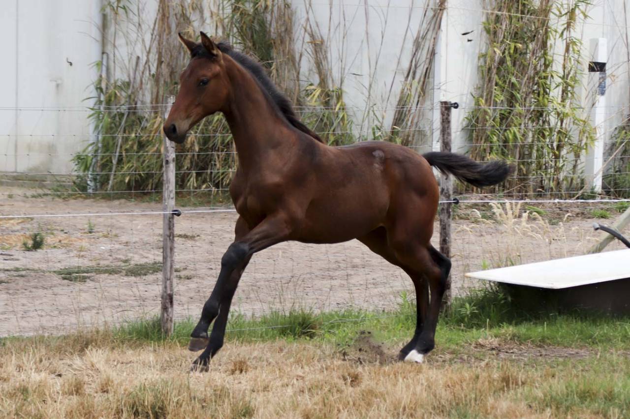 Superbe pouliche de dressage de Dutch Dream