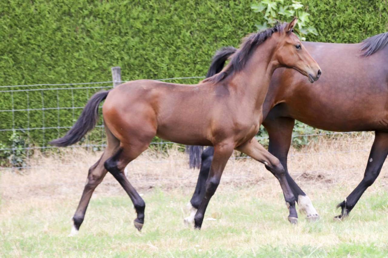 Superbe pouliche de dressage de Dutch Dream