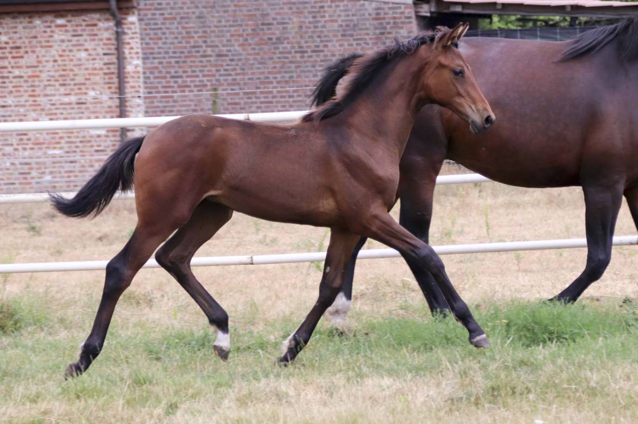 Superbe pouliche de dressage de Dutch Dream