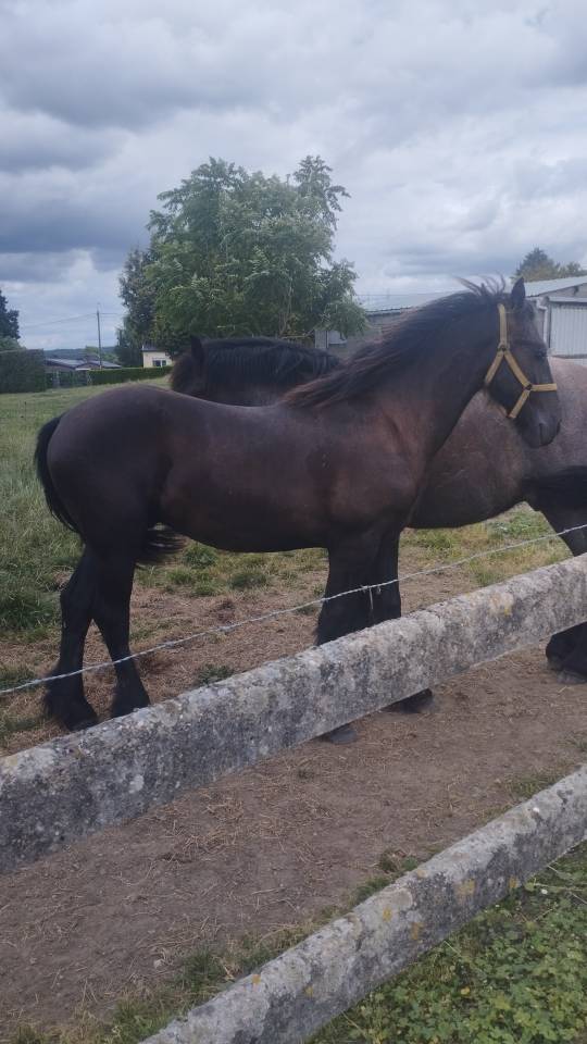 FRISON 18 mois