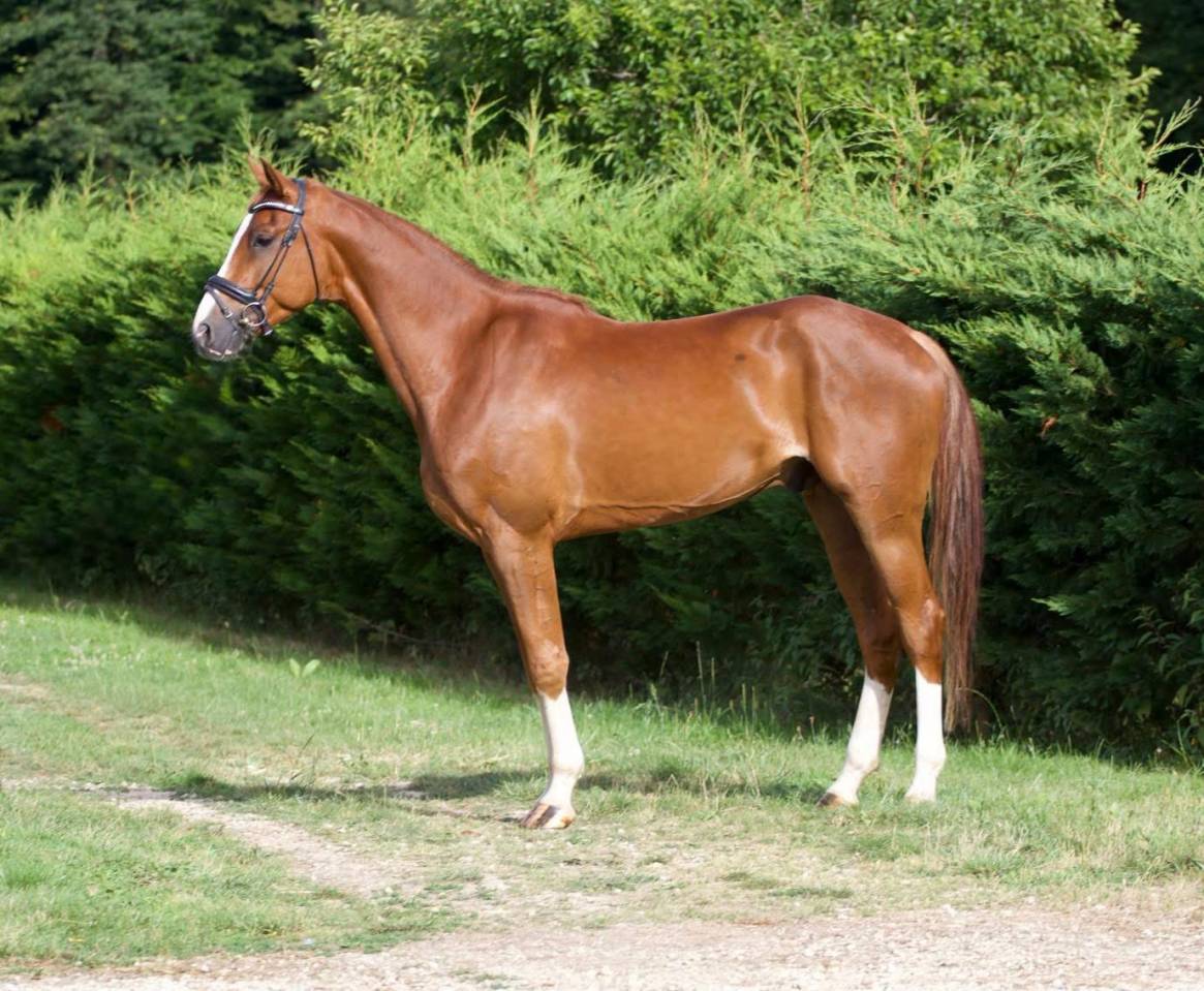 Talentueux jeune cheval de dressage