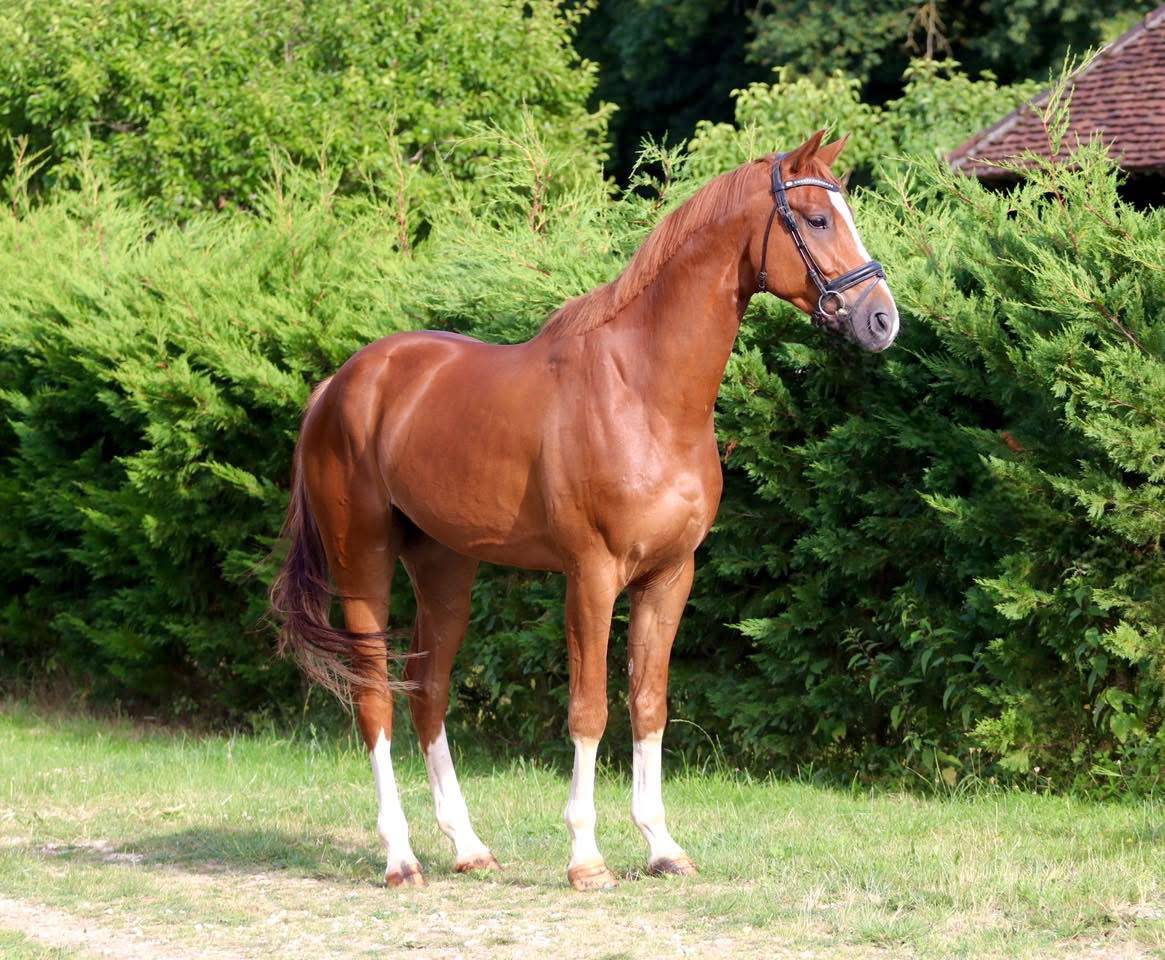 Talentueux jeune cheval de dressage