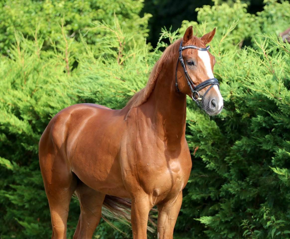 Talentueux jeune cheval de dressage