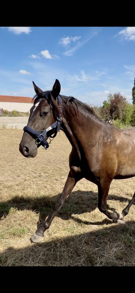pure race espagnole 