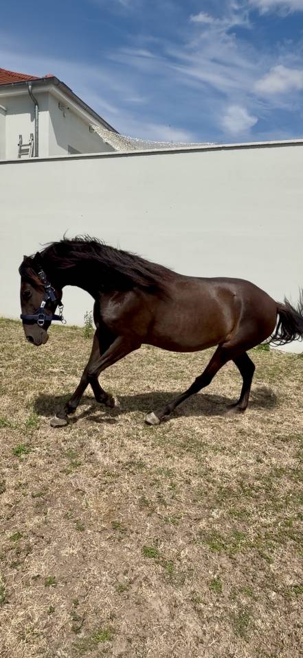 Pure race espagnole 
