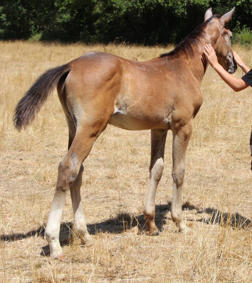 Poulain SF ulmar mail