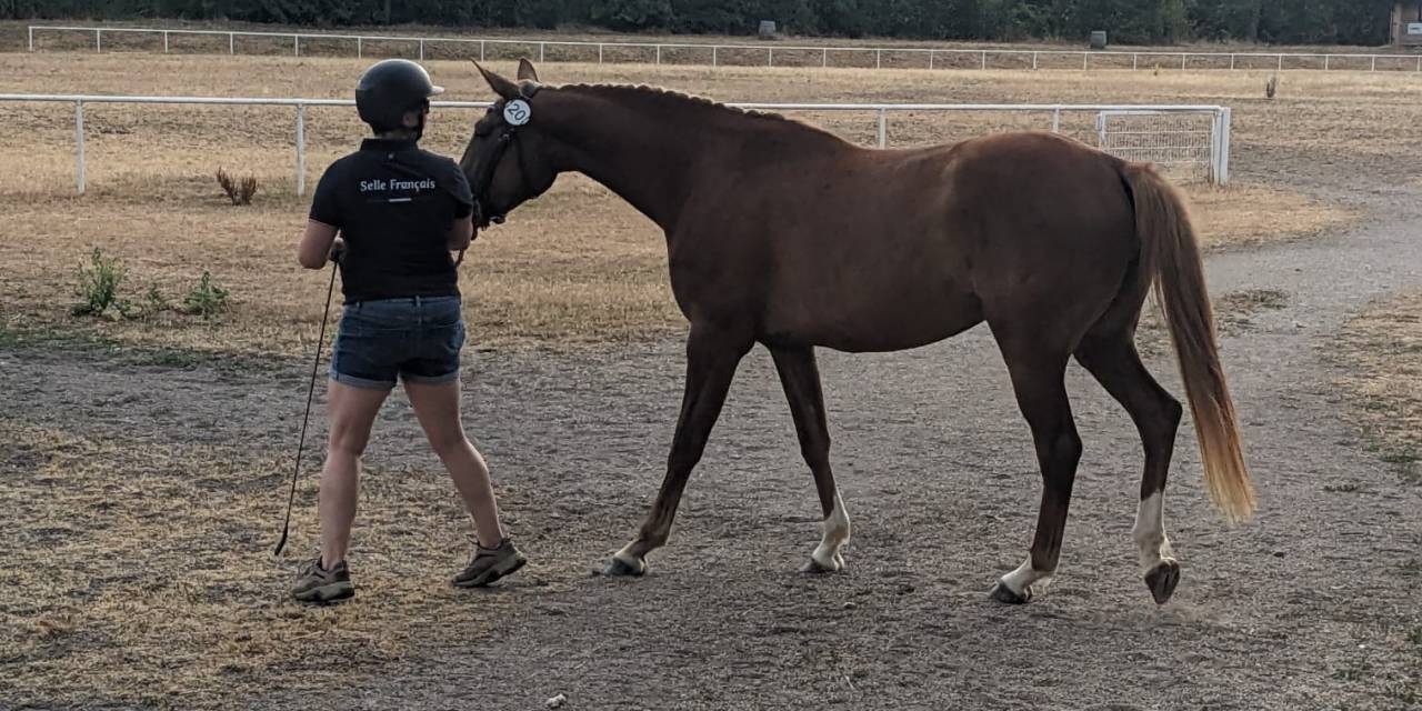 Pouliche de 3 ans, mod&egrave;le s&eacute;rieux, lign&eacute;e 5*