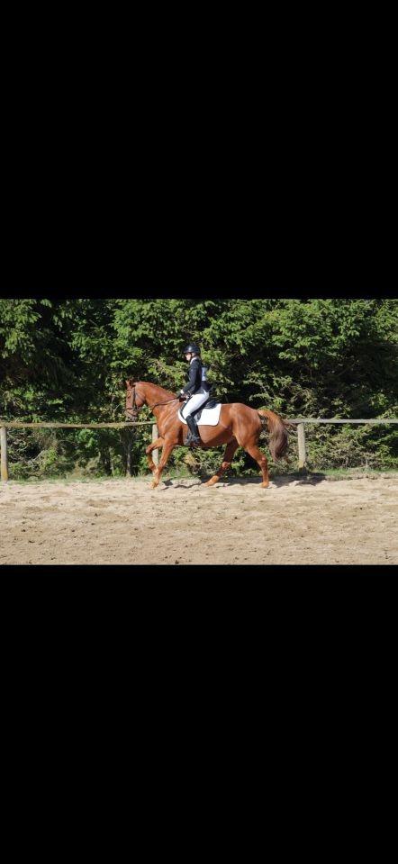 Epona du rei douzy AA