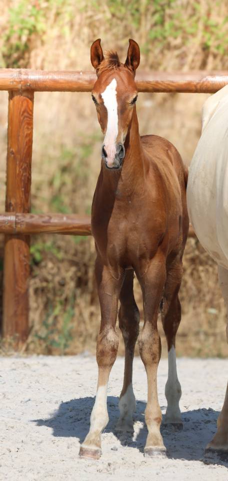 Poulain kwpn par Fifty Fifty | Dressage Prospect ✨️