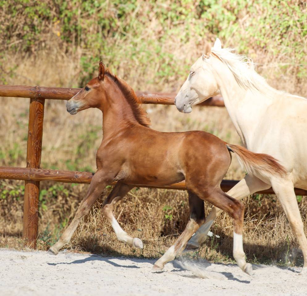 Poulain kwpn par Fifty Fifty | Dressage Prospect ✨️