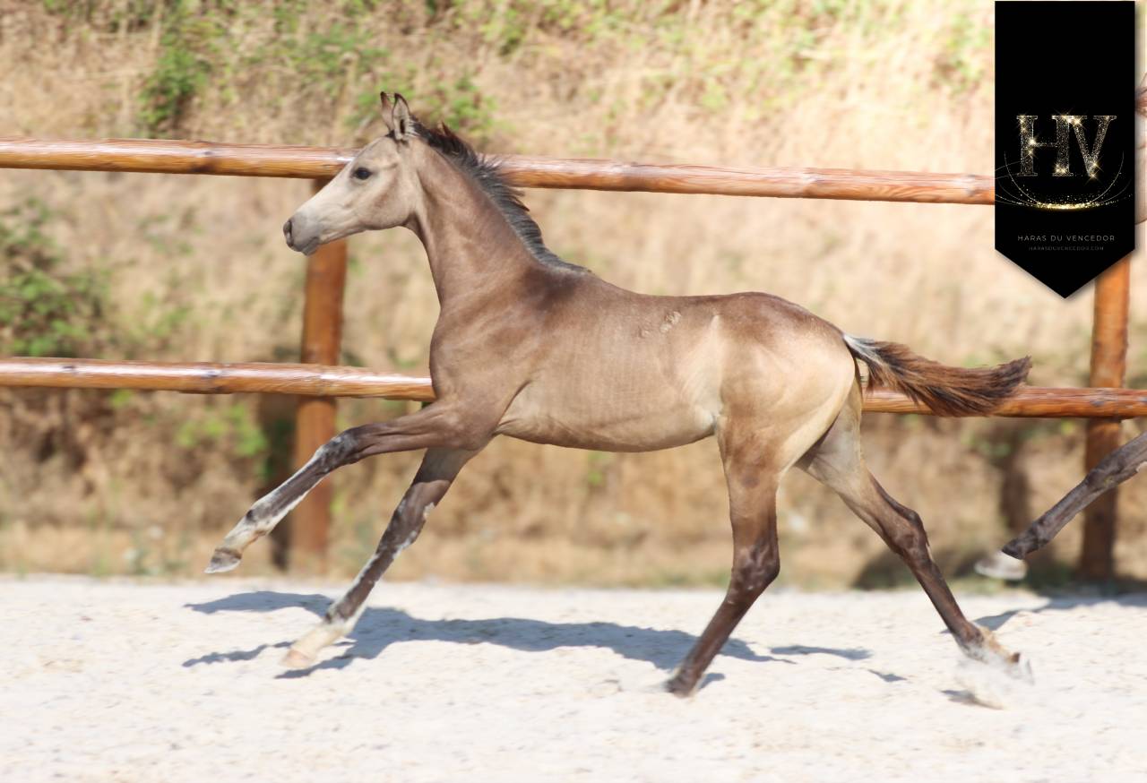 Exceptionnel M&acirc;le kwpn Isabelle par Quaterhit ✨️ 