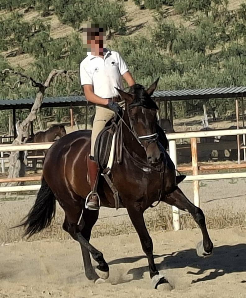 Superbe jument PRE noire Dressage