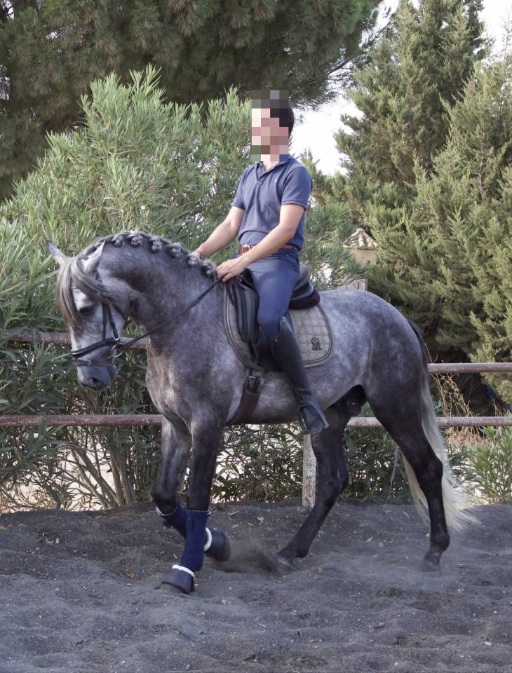 Jeune cheval entier Pure Race Espagnole 5 ans
