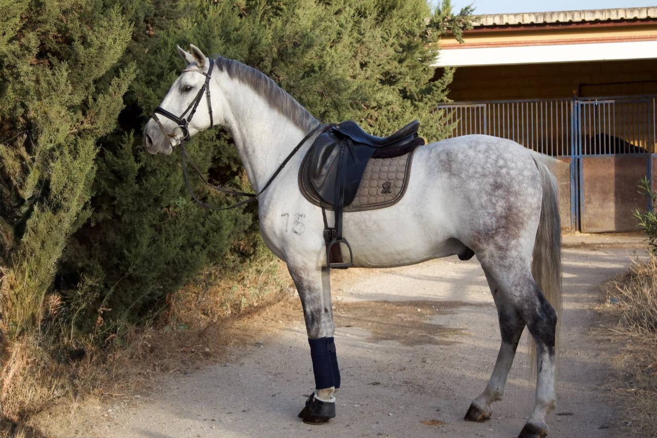 Cheval Hongre Andalou de 9 ans 1,64m
