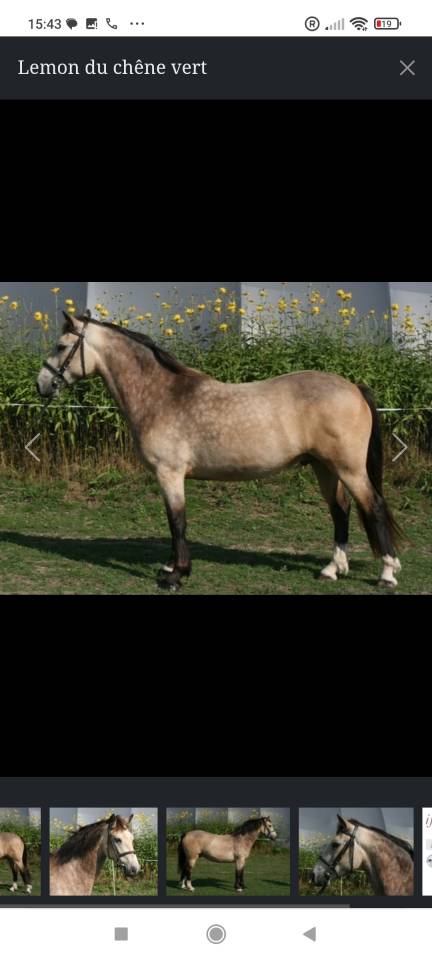 Poney D sport 