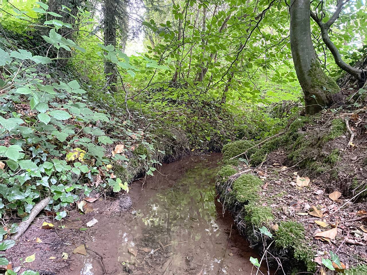 Terrain &agrave; vendre dans la For&ecirc;t de Broc&eacute;liande
