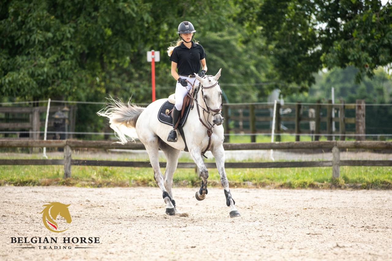 Shere Khan du Banney x Cento