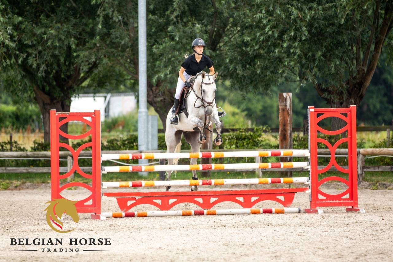 Shere Khan du Banney x Cento