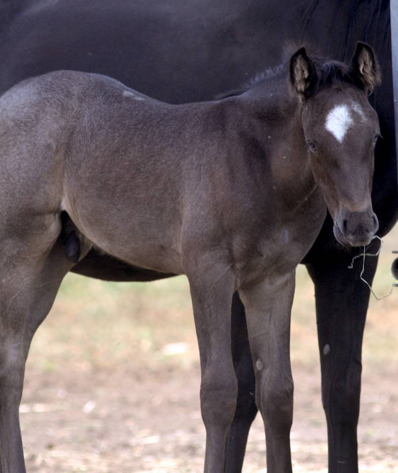 Magnifique foal m&acirc;le welsh part bred