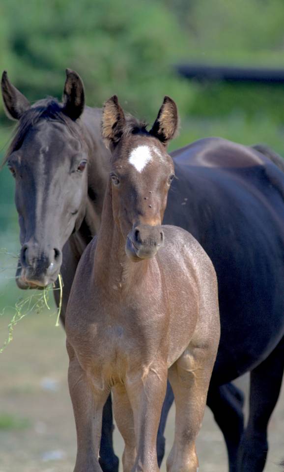 Magnifique foal m&acirc;le welsh part bred