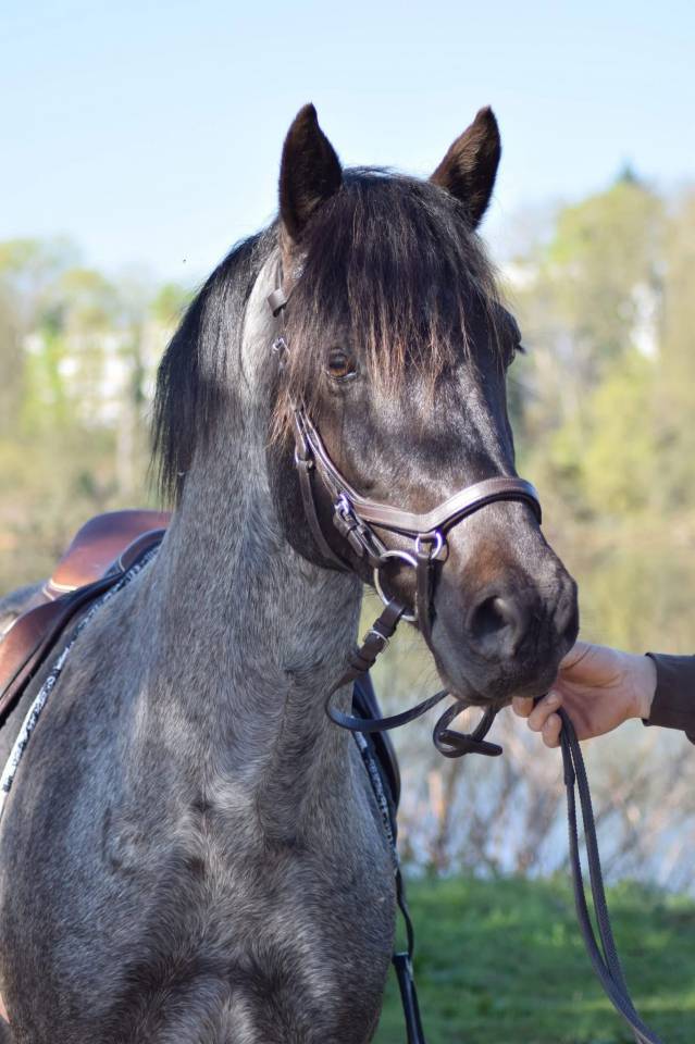 Magnifique foal m&acirc;le welsh part bred
