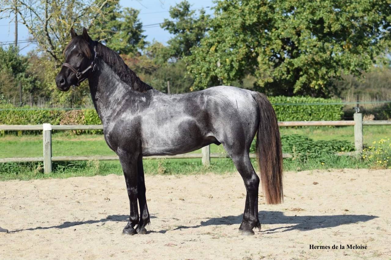 Magnifique foal m&acirc;le welsh part bred