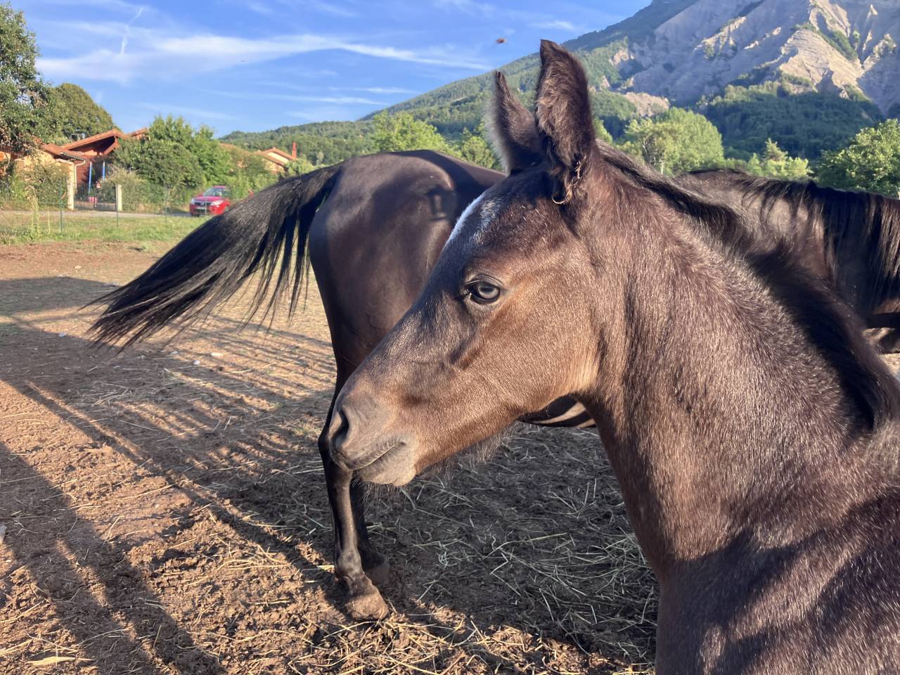 Magnifique foal m&acirc;le welsh part bred