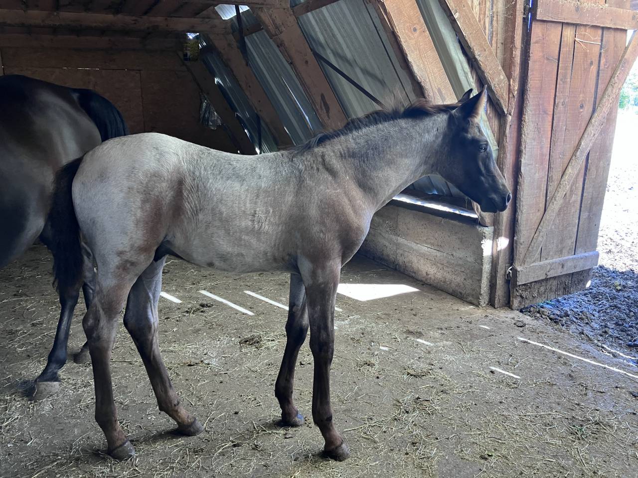 Magnifique foal m&acirc;le welsh part bred