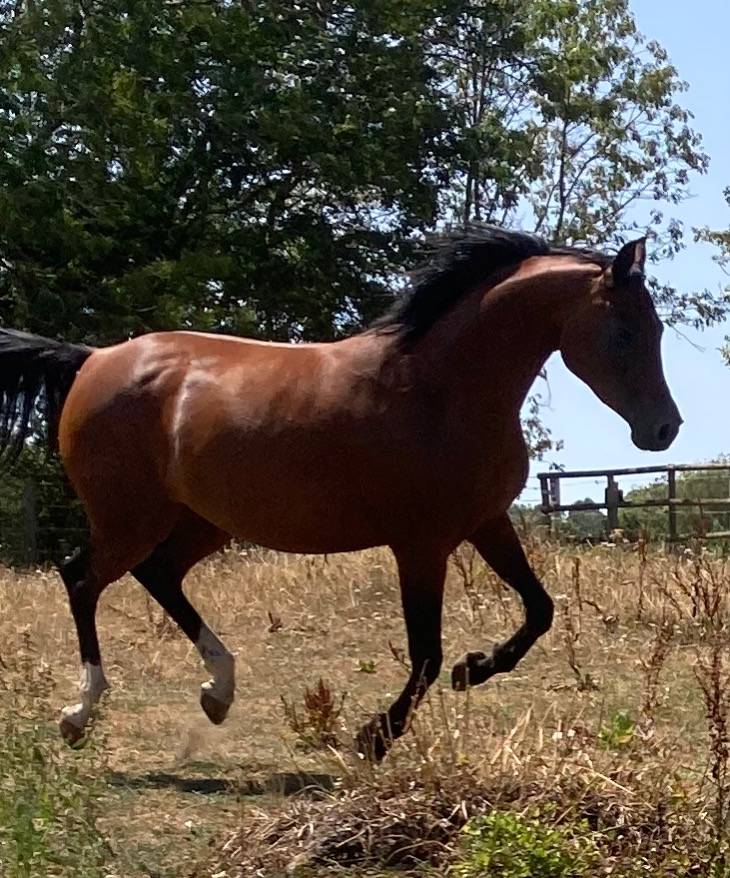 Pur-sang arabes