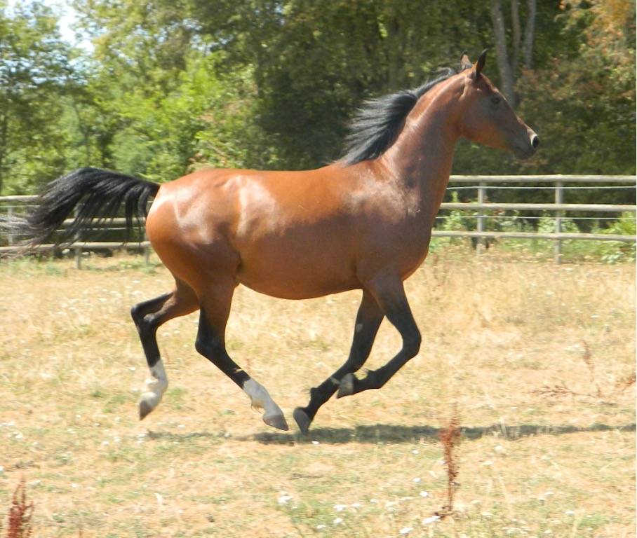 Pur-sang arabes