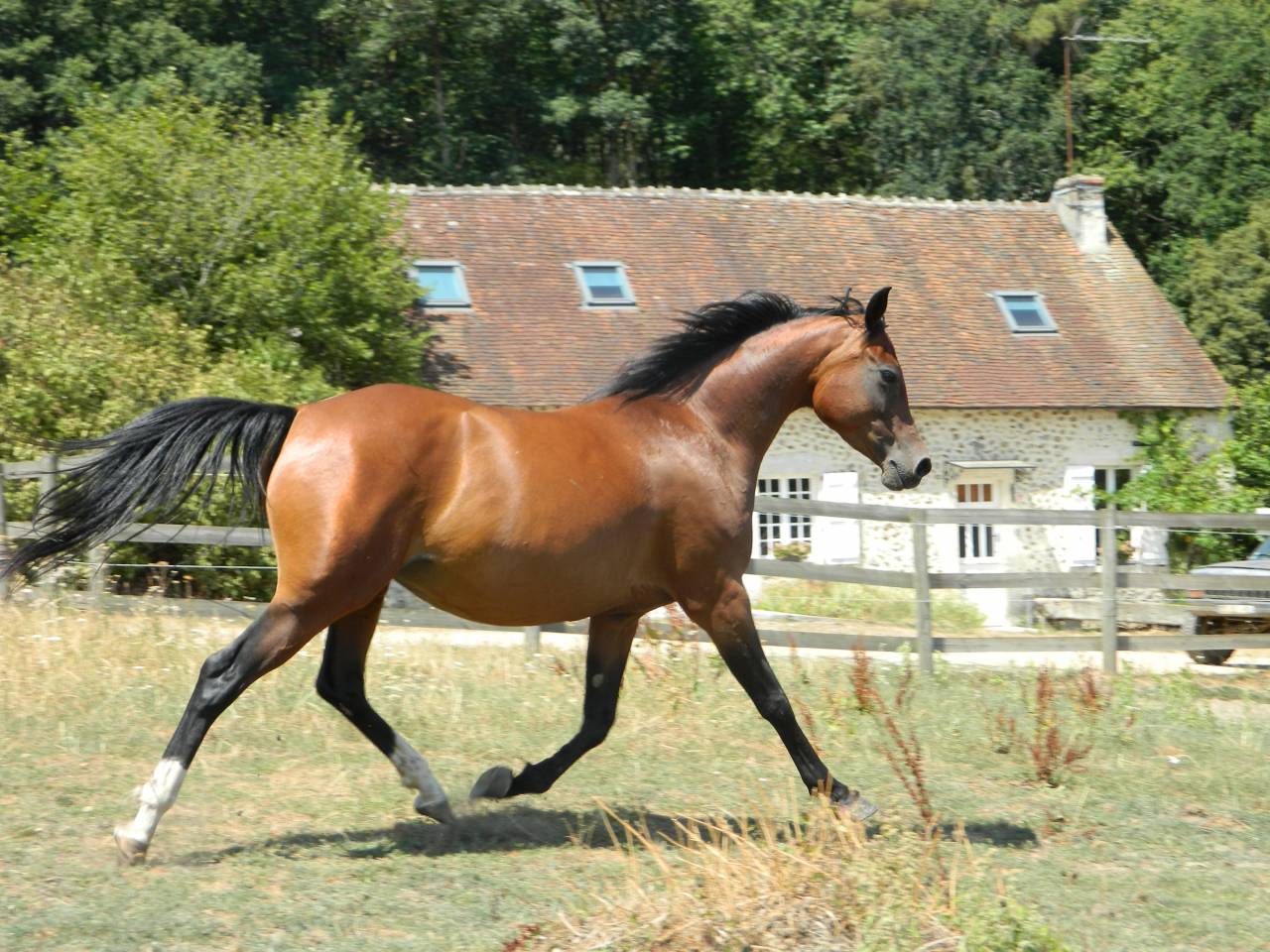 Pur-sang arabes