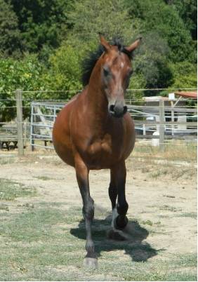 Pur-sang arabes