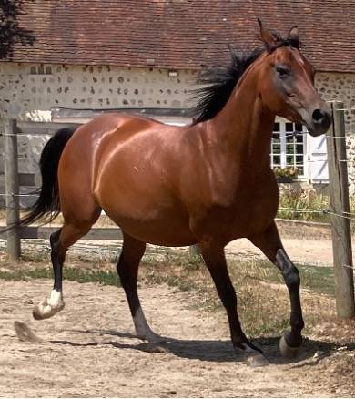 Pur-sang arabes