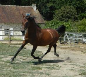 Pur-sang arabes