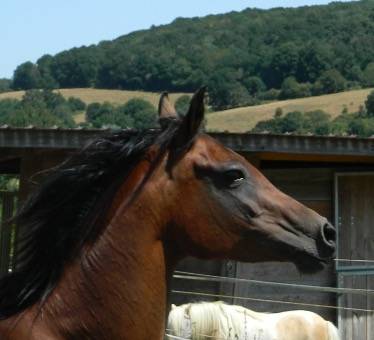 Pur-sang arabes