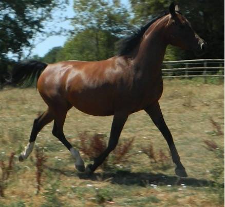 Pur-sang arabes